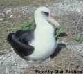 Темноспинный альбатрос фото (Phoebastria immutabilis) - изображение №54 onbird.ru.<br>Источник: www.mbr-pwrc.usgs.gov